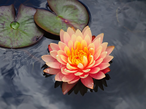 Waterlily - Michaela Scherr Photography